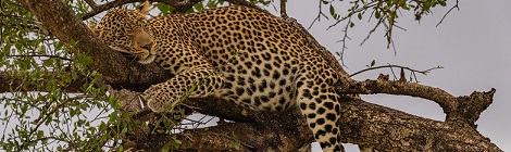 Cover photo by Ray Muzyka, used under Creative Commons license